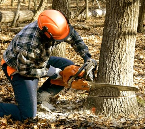 Tree Removal in Mead, OK